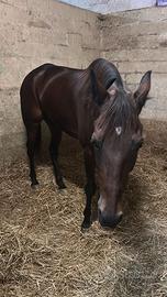 Cavallo da scuola e passeggiata