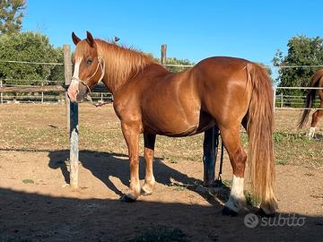 Cavallo in fida