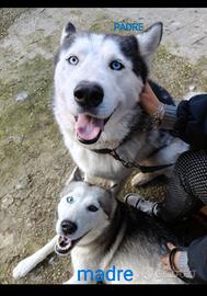 husky 