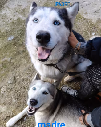 husky 