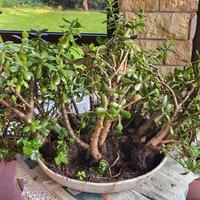 Albero dei soldi con vaso