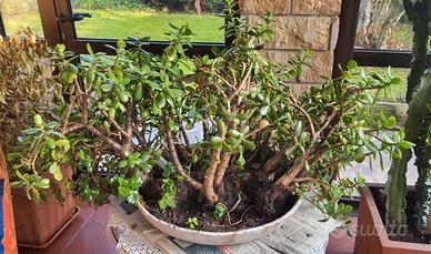 Albero dei soldi con vaso
