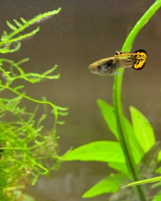Pesci guppy endler