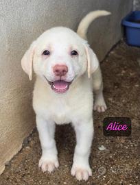 Alice, Tess, Alex, Naika e Lois