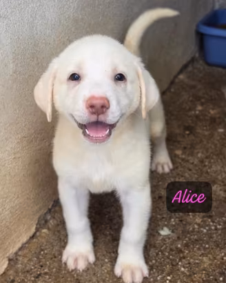 Alice, Tess, Alex, Naika e Lois