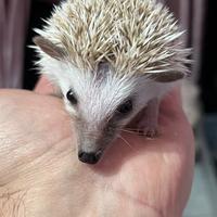 Riccio africano baby