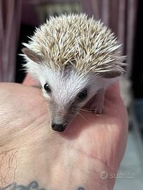 Riccio africano baby