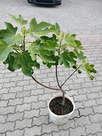 pianta di fico 