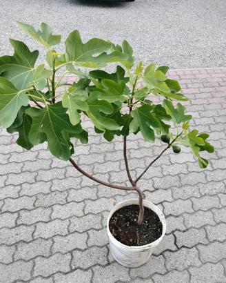 pianta di fico 