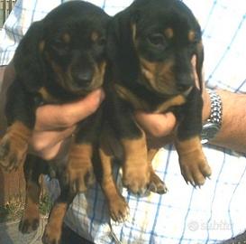 Cuccioli Bassotto nano