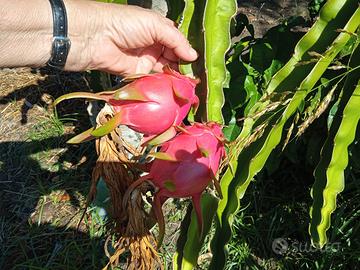 giardino fai da te
