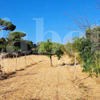 Terreno Agricolo Marino [70 tee via lombardiVCG] (