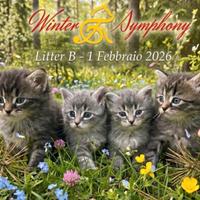 Cuccioli di gatto siberiano con pedigree