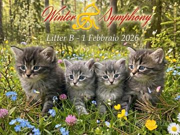 Cuccioli di gatto siberiano con pedigree