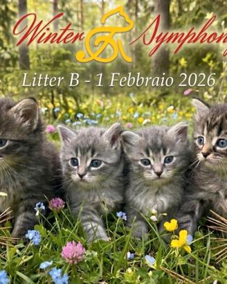 Cuccioli di gatto siberiano con pedigree
