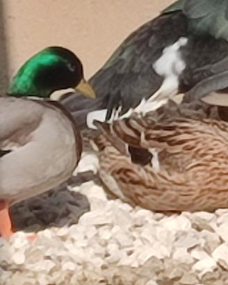 Tris di call duck