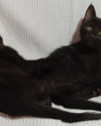 Gattina protegicasa