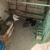 Galli e galline Razze miste incroci a Vigevano