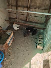 Galli e galline Razze miste incroci a Vigevano