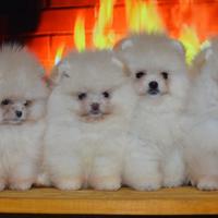 Spitz Pomerania