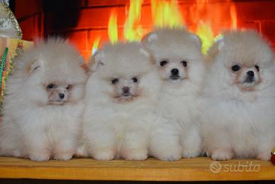 Spitz Pomerania