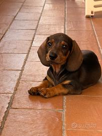 Cuccioli bassotto tedesco