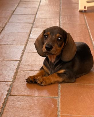 Cuccioli bassotto tedesco