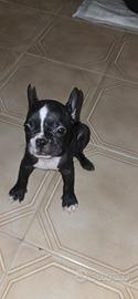 cuccioli di bulldog francese 