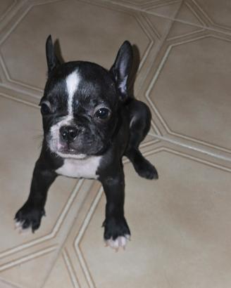 cuccioli di bulldog francese 