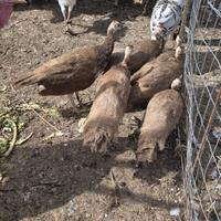 Pavoncini viola 2025