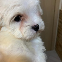 Due cuccioli Maltese