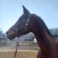 Cavallo anziano per compagnia