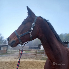 Cavallo anziano per compagnia
