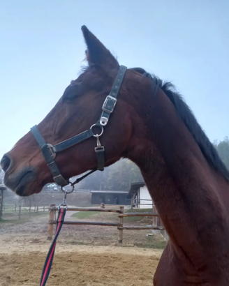 Cavallo anziano per compagnia