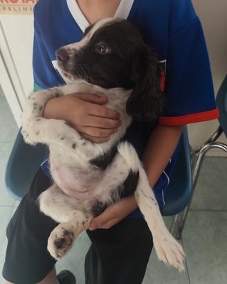 Cuccioli springer spaniel