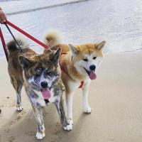 Cucciolo di Akita Inu