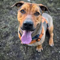Thor cagnolino mix bassotto pitbull
