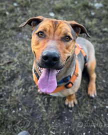 Thor cagnolino mix bassotto pitbull