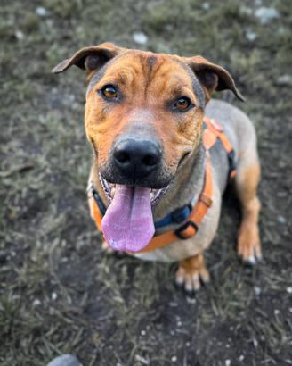Thor cagnolino mix bassotto pitbull