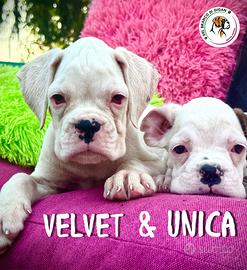 Cucciole boxer bianche