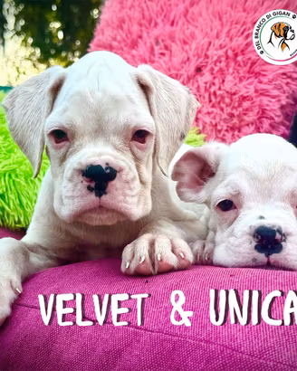 Cucciole boxer bianche