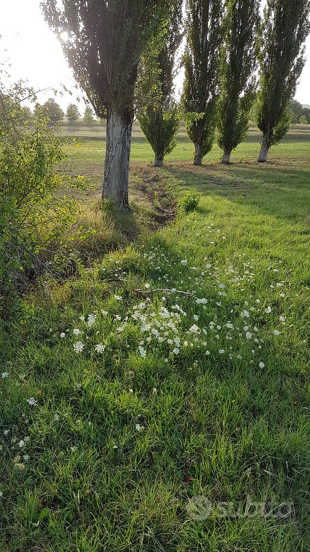 Vendita prato agricolo - Vista 3