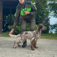 Cucciolone di setter inglese