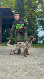 Cucciolone di setter inglese