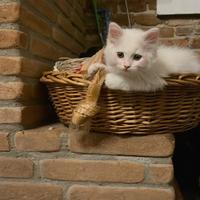 Gattino persiano