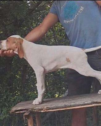 Cuccioli pointer inglese