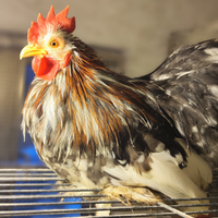 Gallo Cocincina