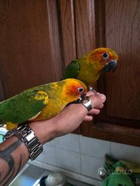 Conuro del Sole