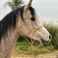 Puledro arabo ceduto in affidamento