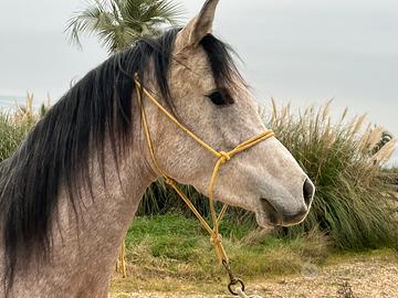 Puledro arabo ceduto in affidamento